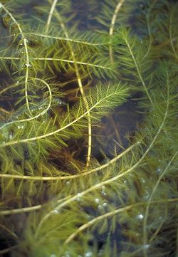 European Water-milfoil Branch in Water
