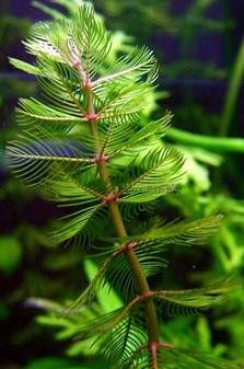 European Water-milfoil Bright Green Branch
