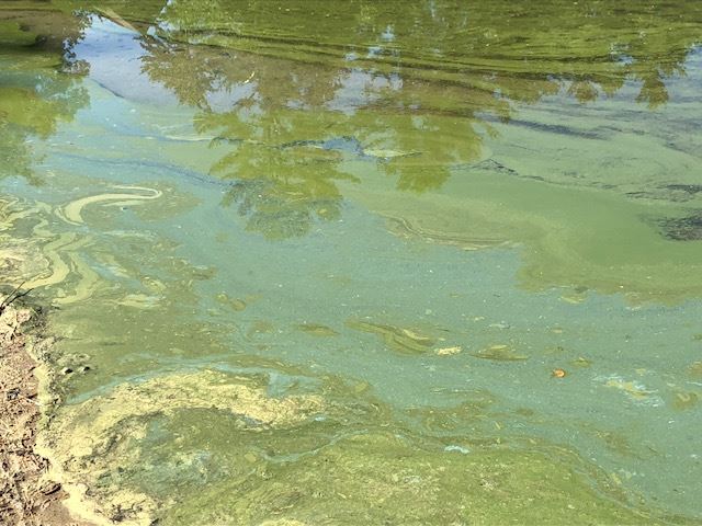 algae bloom